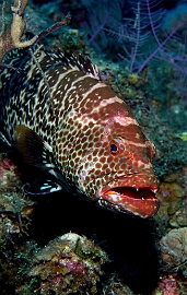 MediaEarth - Bahamas 2017 - DSC02361_rc - Tiger Grouper - Badeche tigre - Mycteroperca tigris